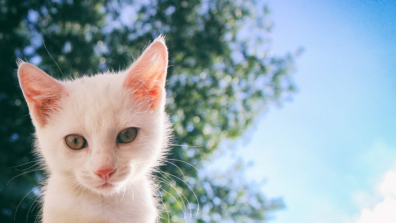 How to Care for an Abandoned Kitten - Taking Care of Cats