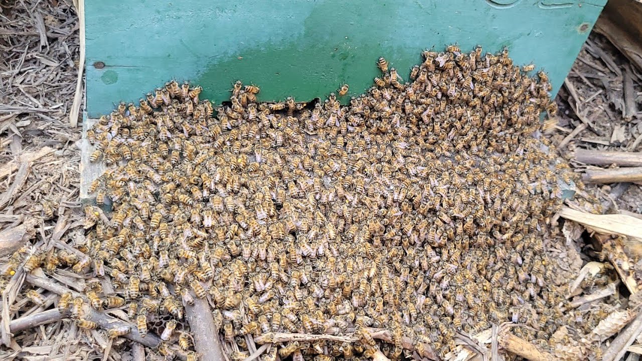 captura de ABELHAS no meio do capim🌾🐝