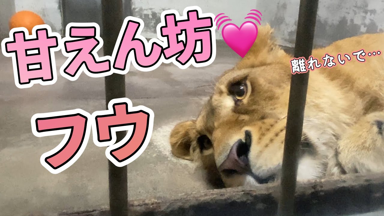 《釧路市動物園ライオン》フウ新たなお仕事？スタッフを見守るフウ隊長🍑ボスアキラとゆうひのほのぼの生活。オリトファミリーフウ物語vol652Lion's daughter finds a new job