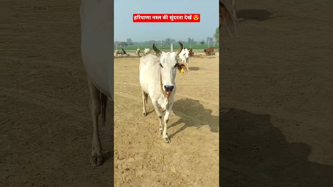 हरियाणा नस्ल की सुंदरता देखें 😍 