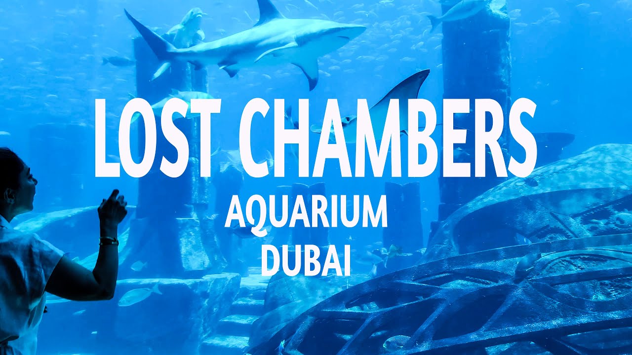 Dubai's Most Epic Aquarium Experience  | Lost Chambers