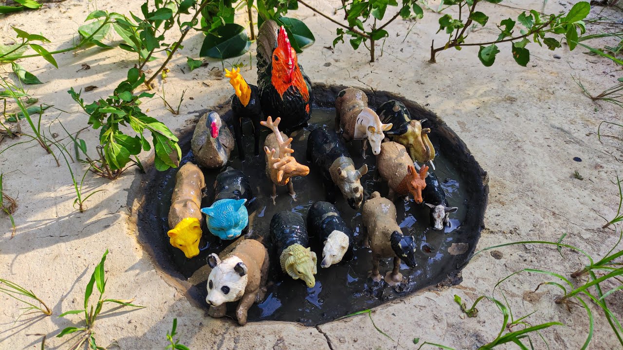 Membersihkan hewan sapi, bebek, angsa, ayam, gajah, simpanse, singa, unta, buaya, kangguru