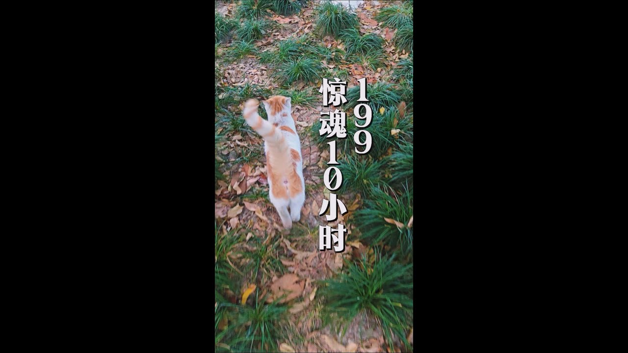 流浪猫日记199惊魂10小时#流浪猫过冬#喂猫日记#cute#cat#猫咪