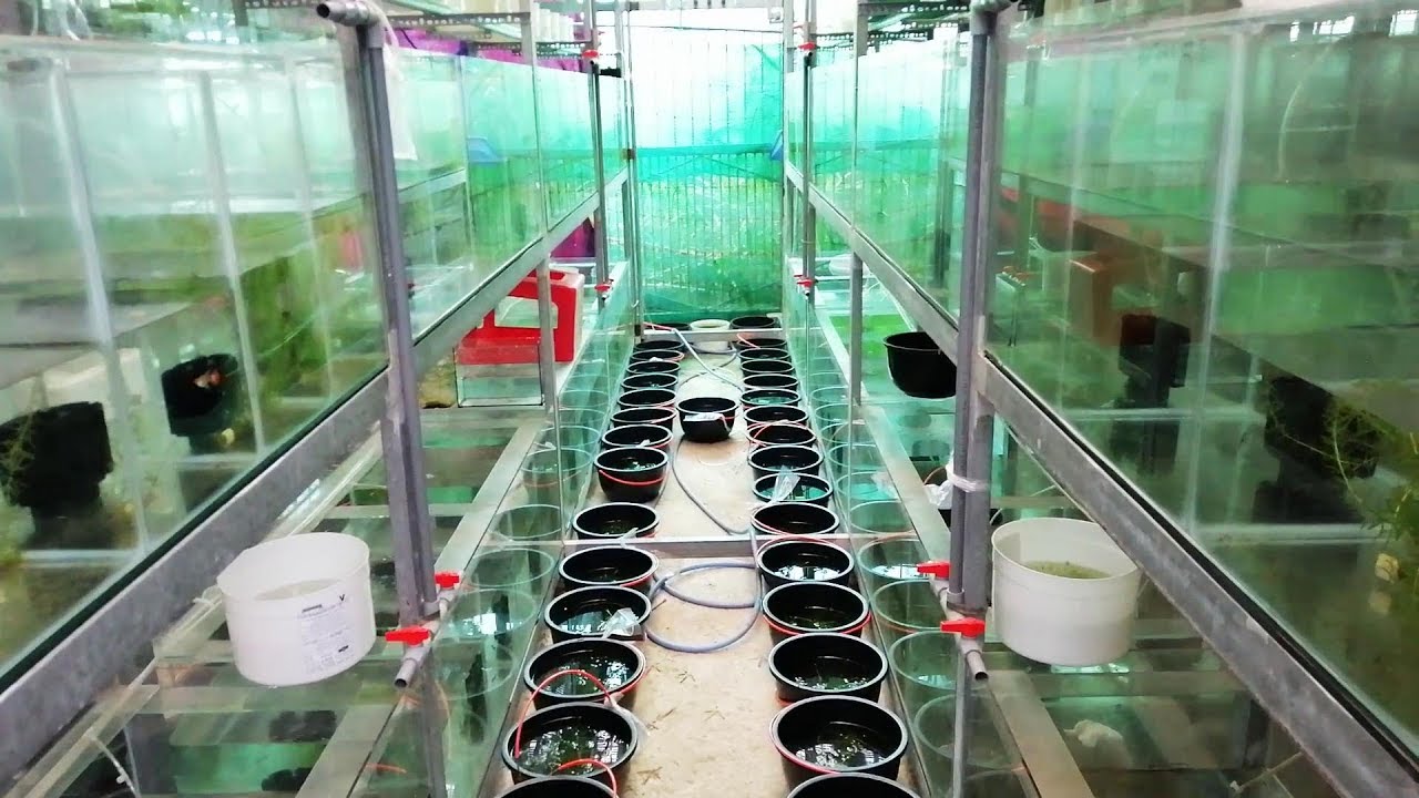 Cần BÁN trại cá đầy đủ phụ kiện doanh thu tốt hàng tháng
