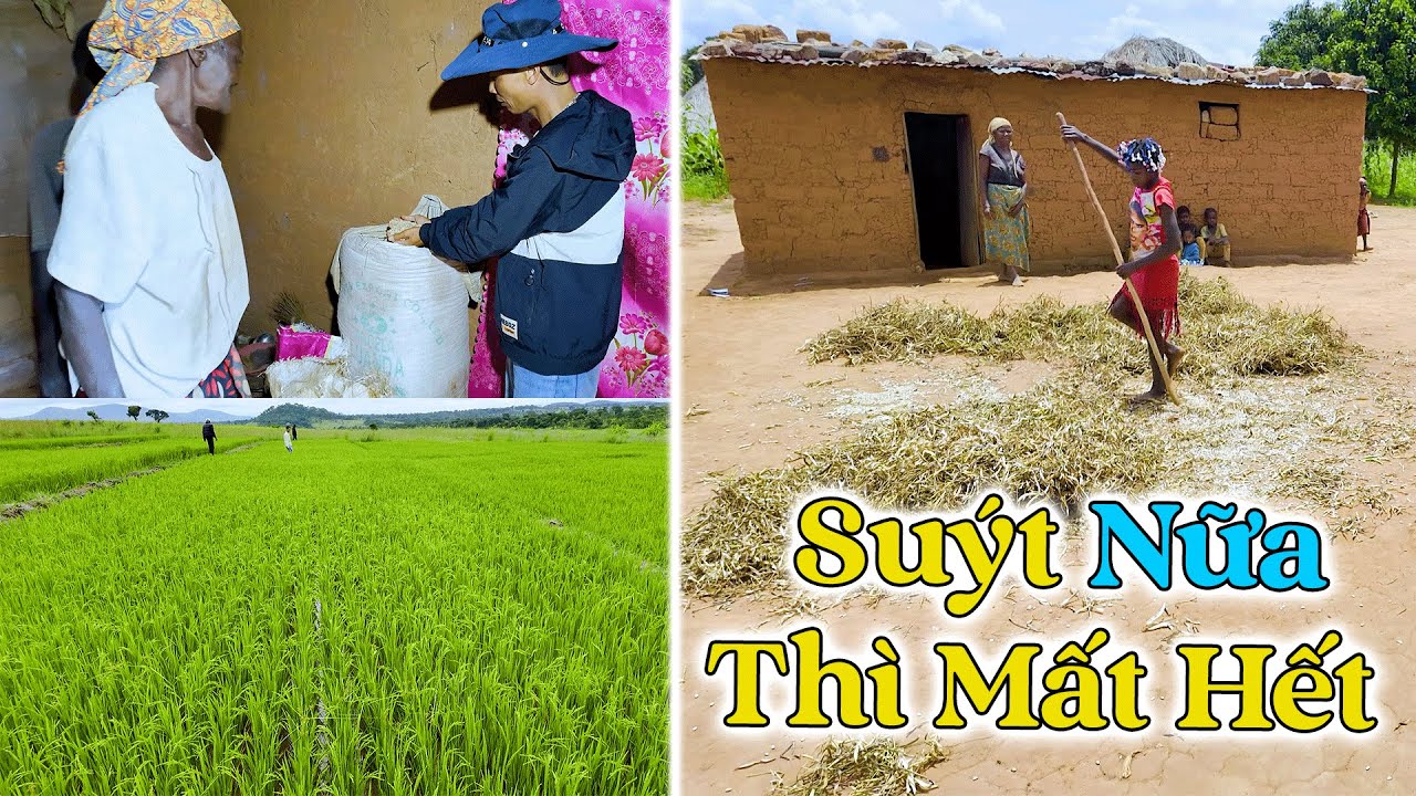 Đông Paulo || Suýt Nữa Thì Mất Hết Tất Cả, May Trời Thương Cứu Lại Ruộng Lúa Và Lương Thực Cho Bản