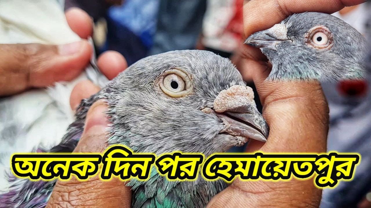আজকে দেখবেন হেমায়েতপুর কবুতরের হাট🥰 | Miraj Pigeon & Pets