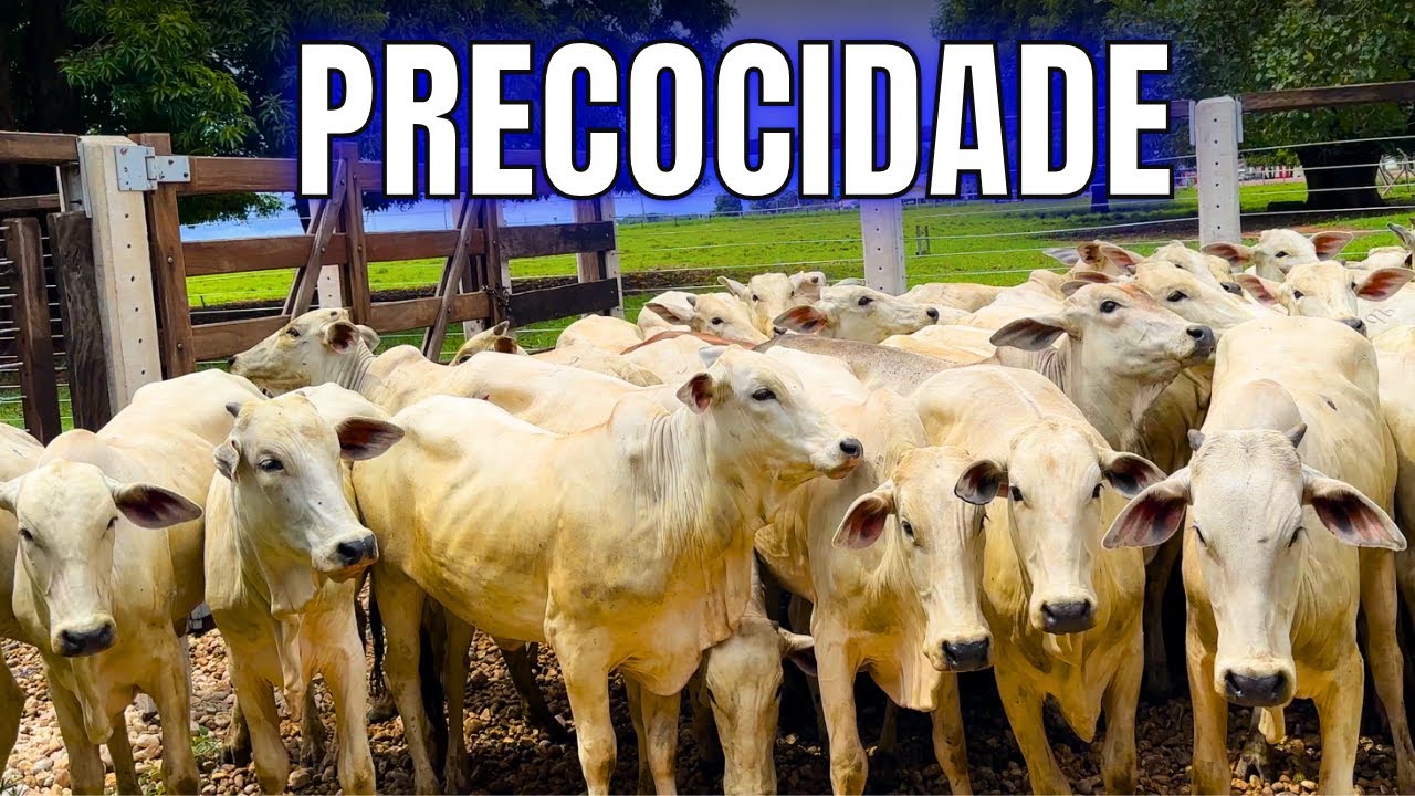 Precocidade da Raça Nelore - Berro do Boi
