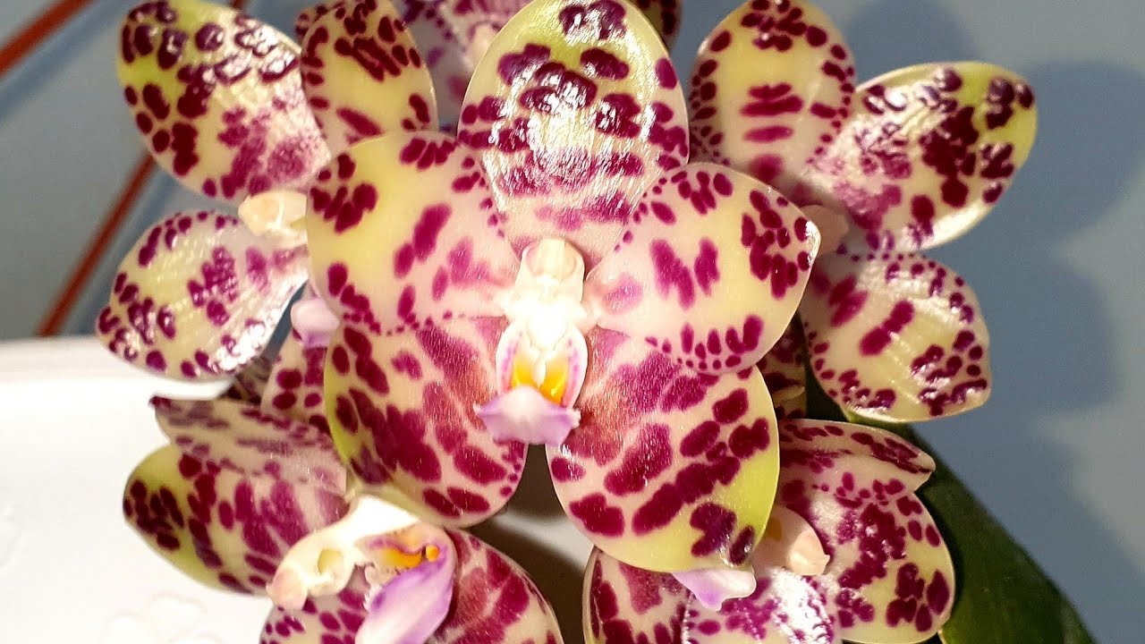 Phalaenopsis gigantea и другие..