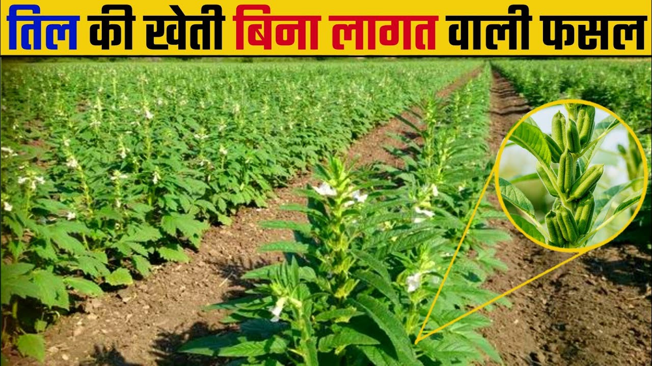 Til ki kheti kaise Kare | Sesame farming | तिल की उन्नत खेती | til ki kheti | Sesame seed
