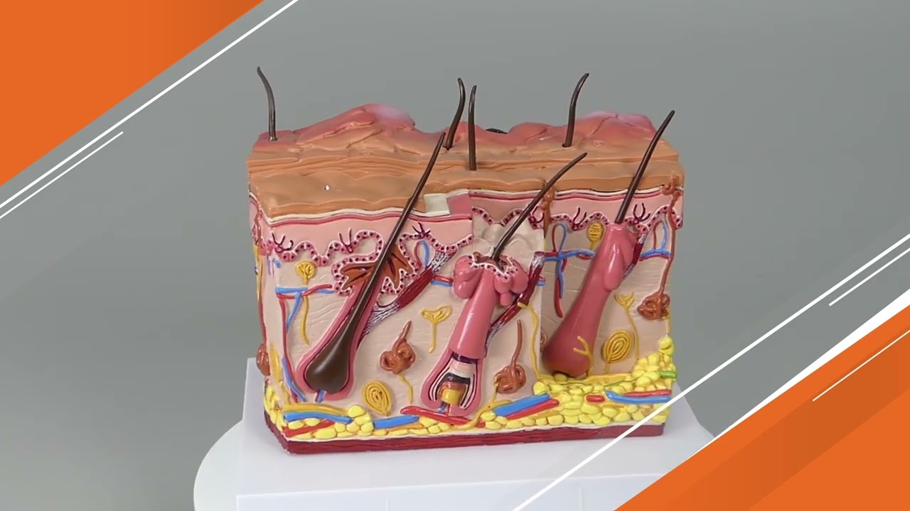 Normal/Acne Skin Model | AnatomyStuff