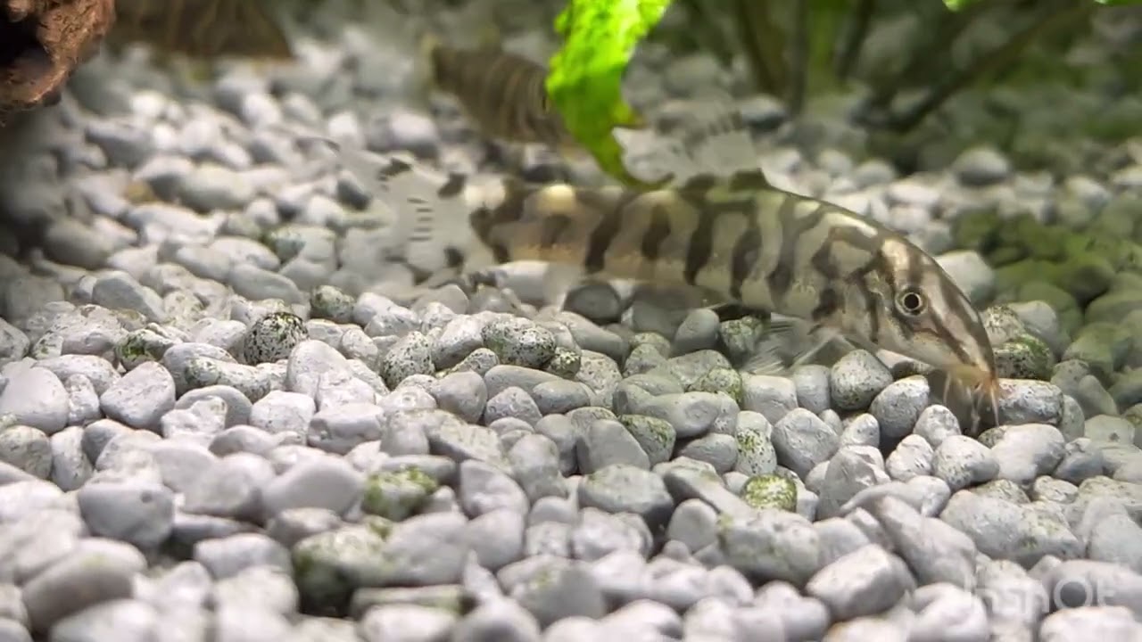 Zebra Loach; 斑馬泥鰍;ゼブラドジョウ;Locha cebra; Botia Zebra;&Zeta;έ&beta;&rho;&alpha; &Lambda;ό&omicron;&upsilon;&tau;&sigmaf;; זברה לואץ'; ಜೀಬ್ರಾ ಲೋಚ್;Զեբրա Լոուչ