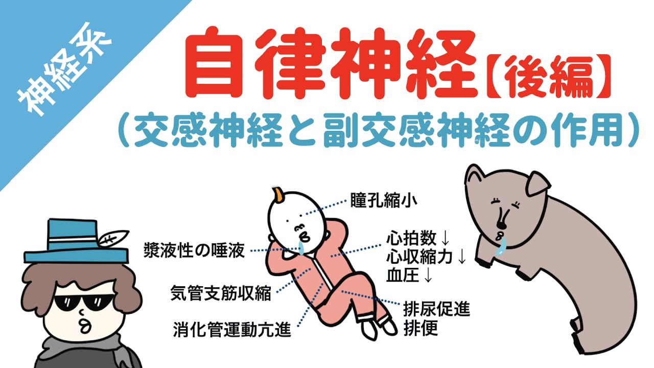 自律神経の働き【後編】交感神経と副交感神経の作用・国試過去問