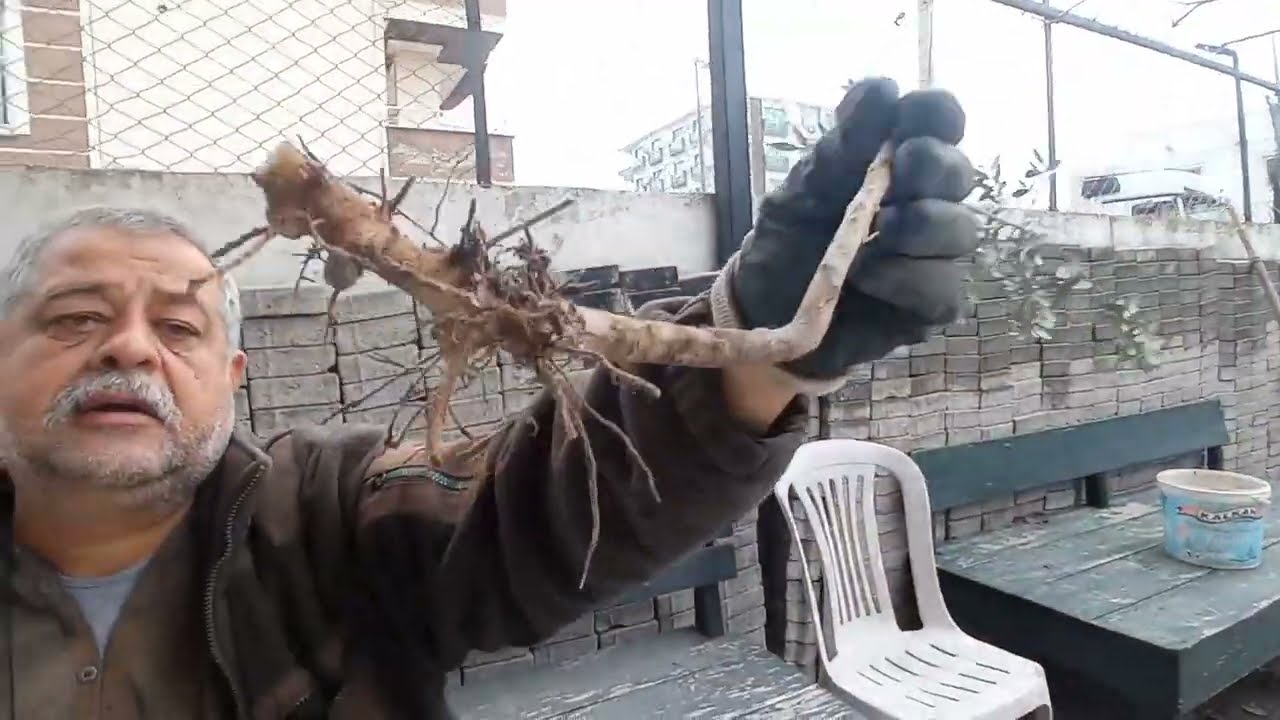 Zeytin fideleme, zeytin köklendirme, yabani zeytin, delice zeytini
