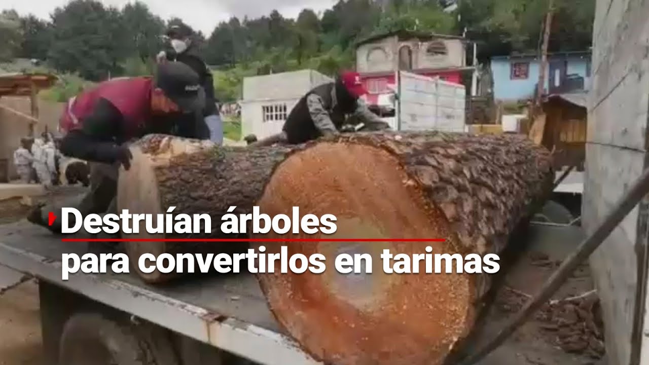 QUE SE AGARREN | ¡Van por los talamontes! De esta manera convertían los árboles en andamios