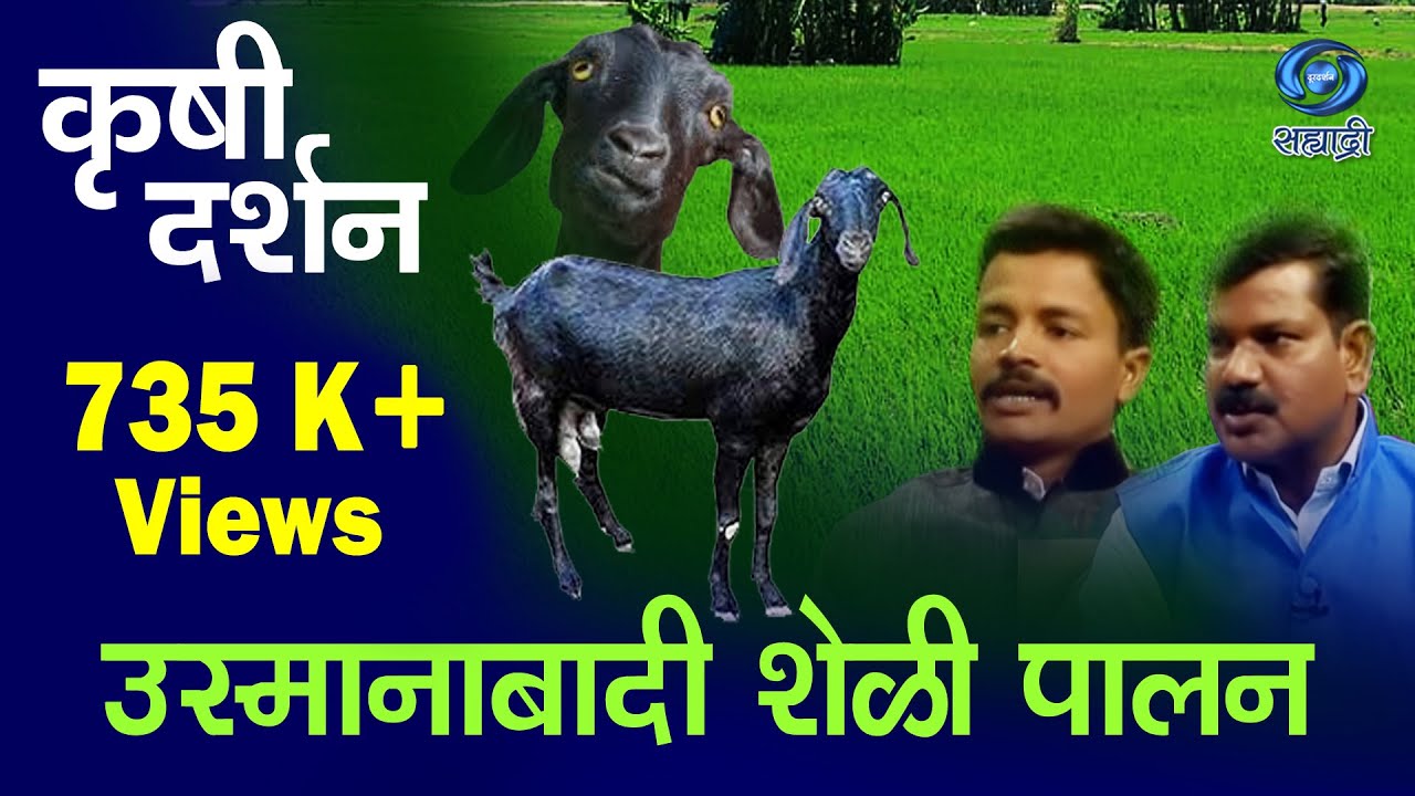 'Usmanabadi Sheli Palan' _ 'उस्मानाबादी शेळी पालन'