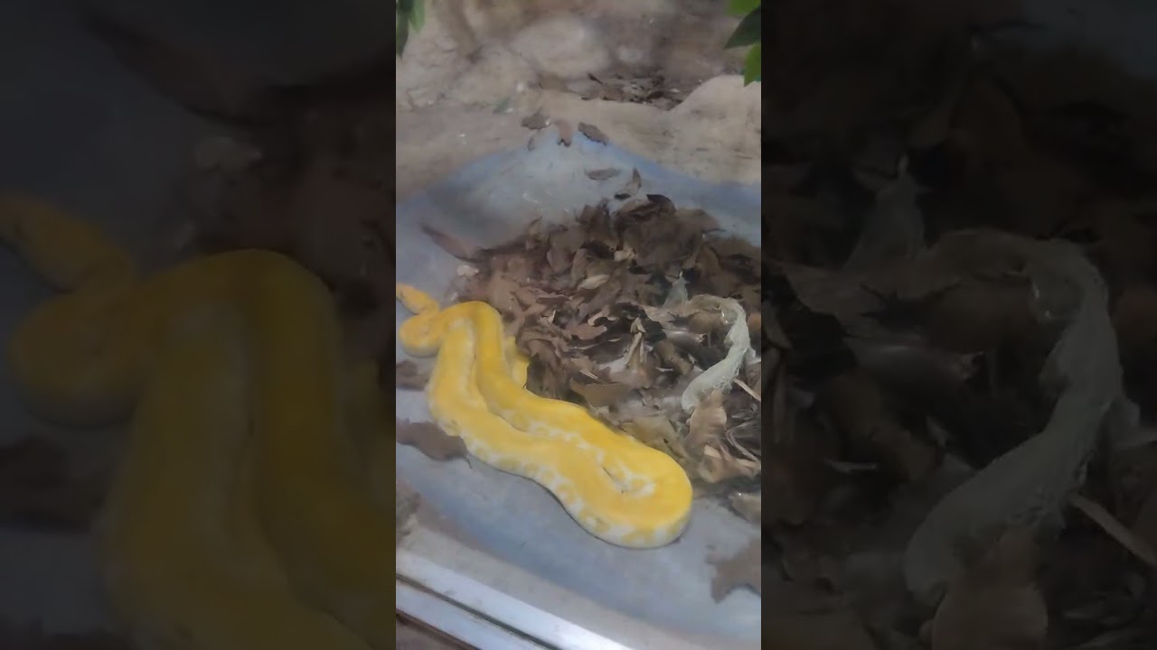 Snake 