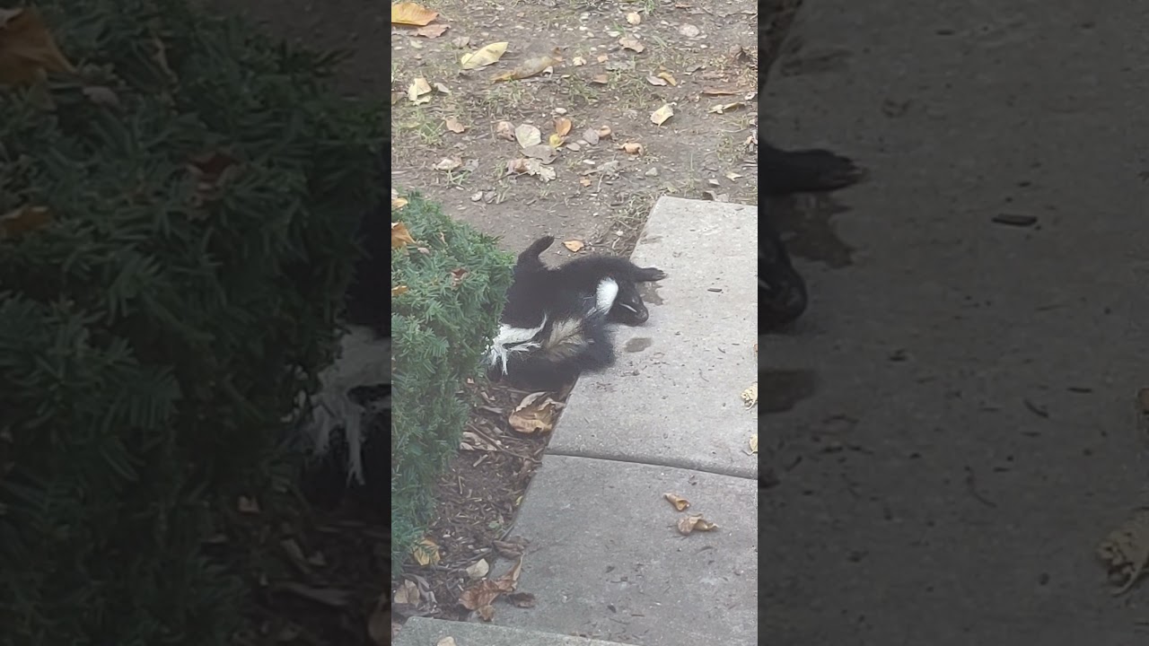 Skunk with late stage rabies 😥