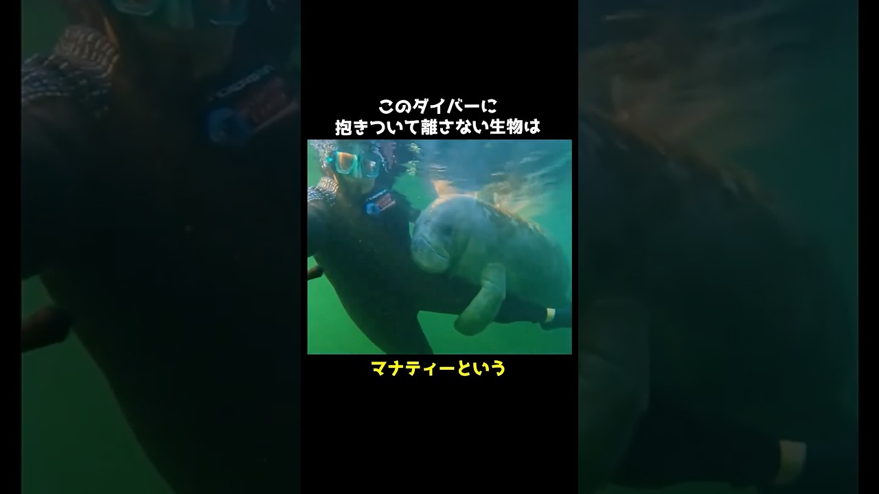 マナティーのかわいい秘密㊙️ #マナティ #かわいい #動物 #雑学 #豆知識 #shorts