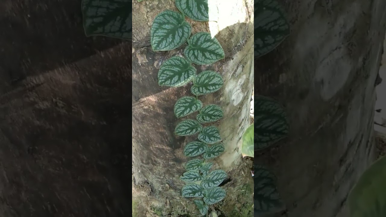 Habang may kinakapitan lumalaki ang dahon nya. #monsteradubia #planthobby #iloveplants #plants