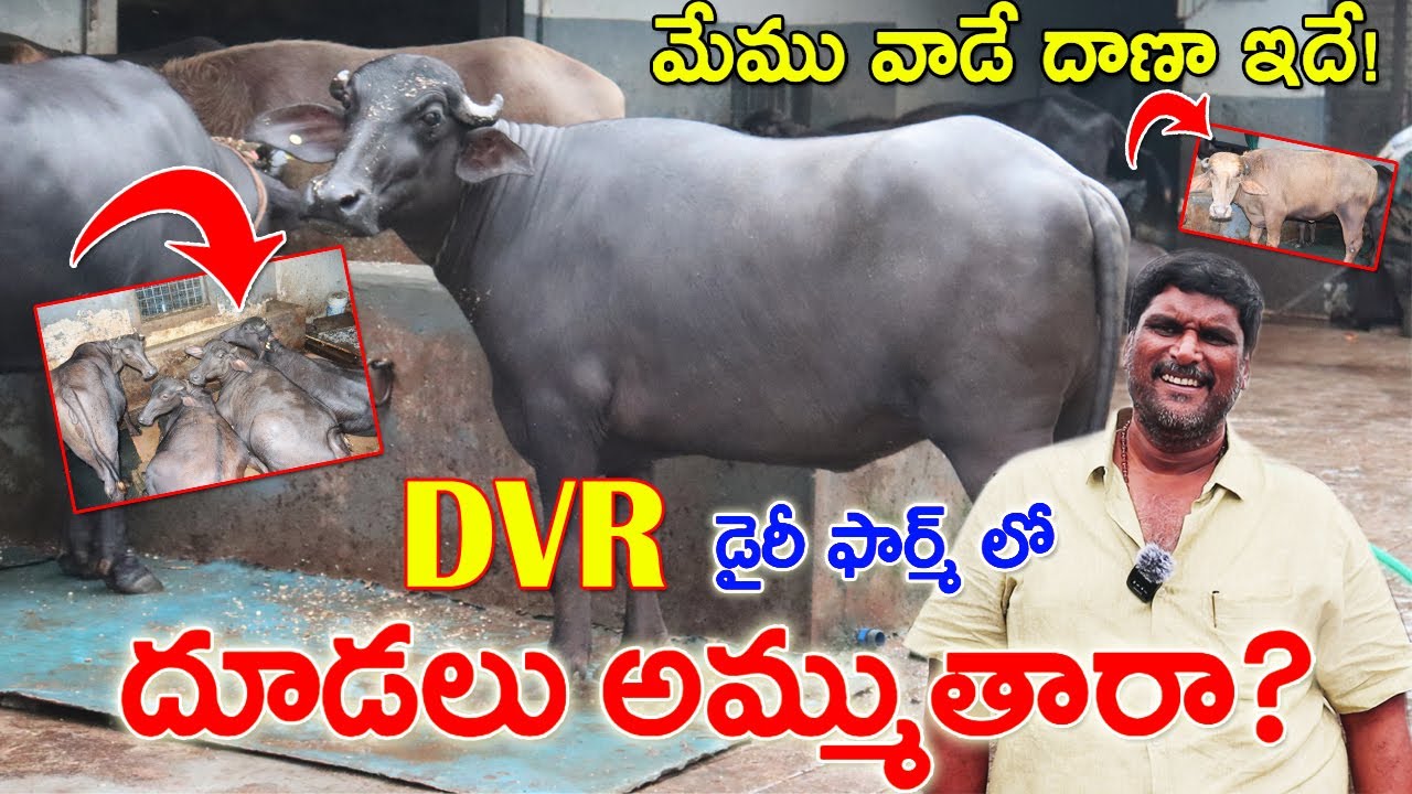 DVR Dairy farm | దూడలు అమ్ముతారా? సూడి గేదెలు? DVR Buffaloes | DVR Calfs for sale | Feed | CBNews