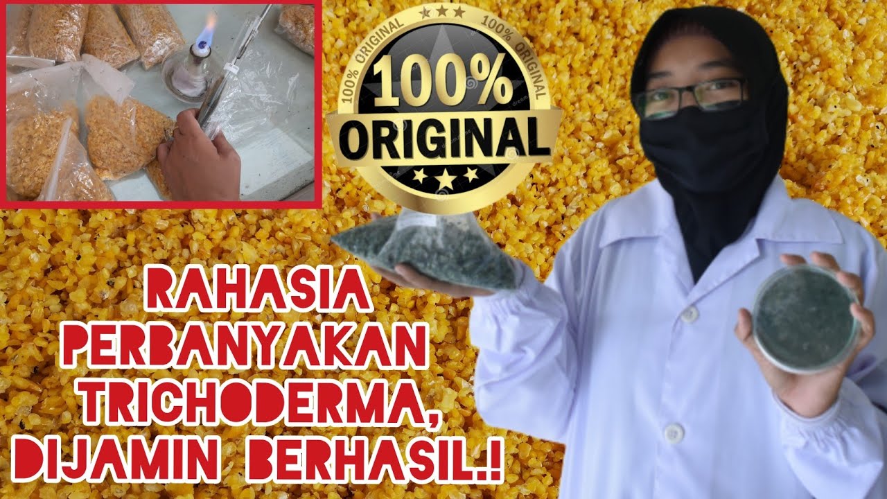 Cara Mudah Perbanyakan Trichoderma dengan media Jagung.