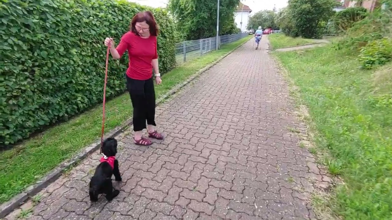 Schnauzer Welpen 9 Wochen alt, Lupa zieht bei uns ein