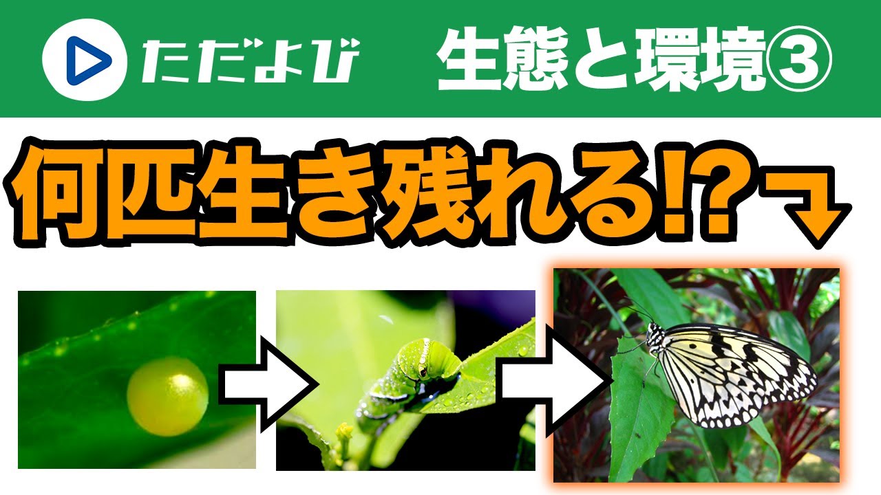 【生物】年齢と個体数【第17講】#年齢ピラミッド #生存曲線