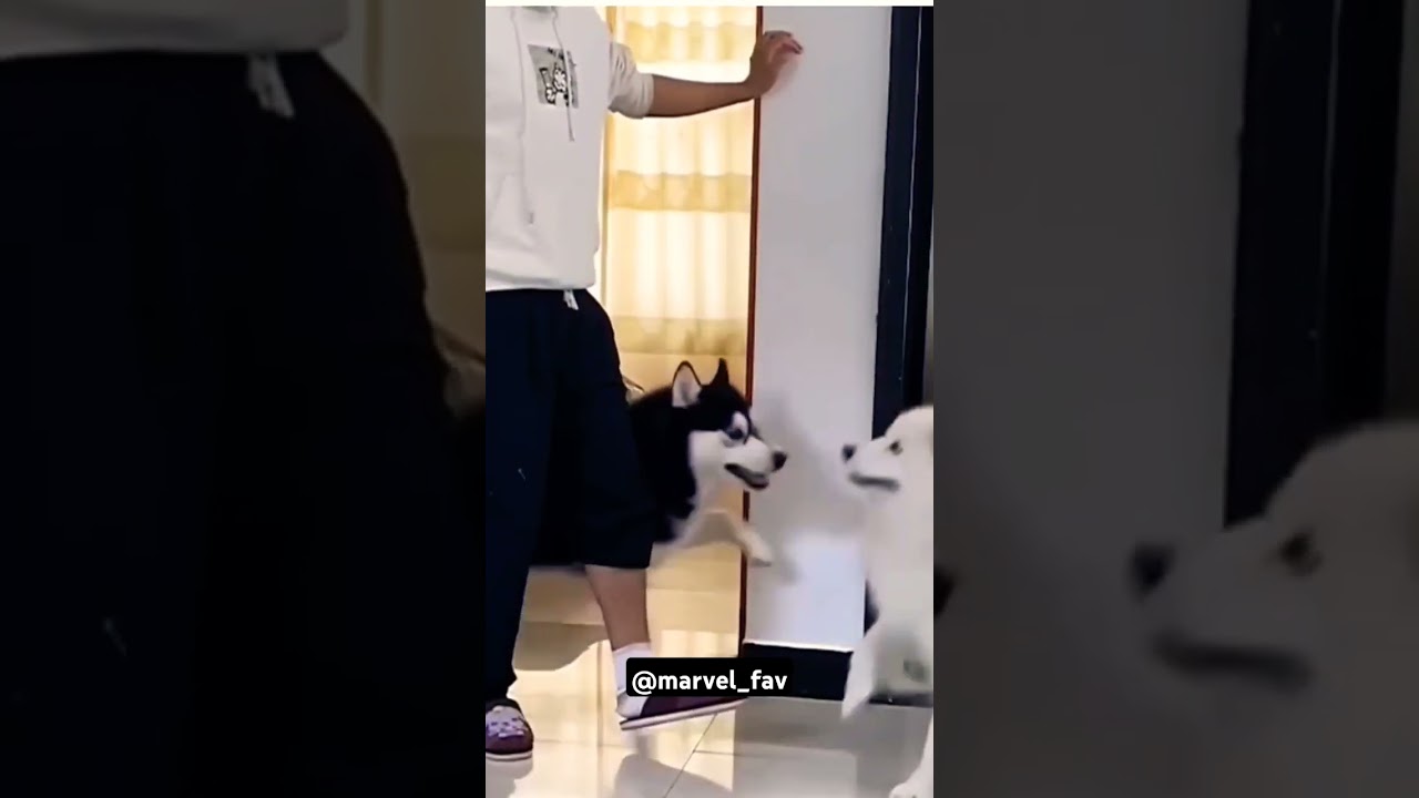 Proof that husky is more than a dog🤣🤣#husky #dogs #animals @MARVEL_FAV