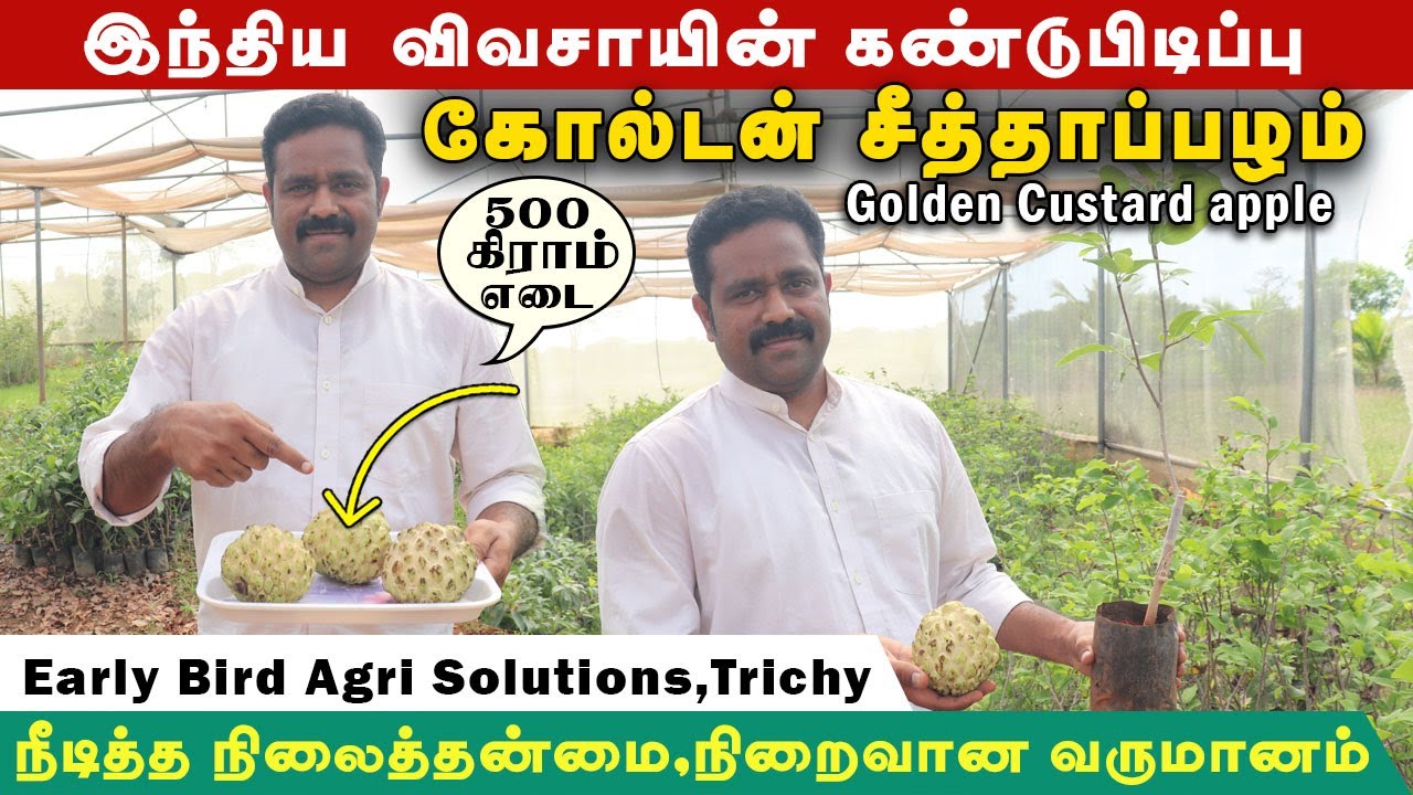 அதிக எடை & நீண்ட இருப்பு தன்மை கோல்டன் ரக சீத்தா | Custard Apple Farming Tamil #custardapplefarming