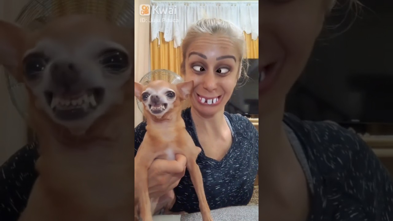 MULHER FEIA DO C&Atilde;O #pets #cachorros #pinscher