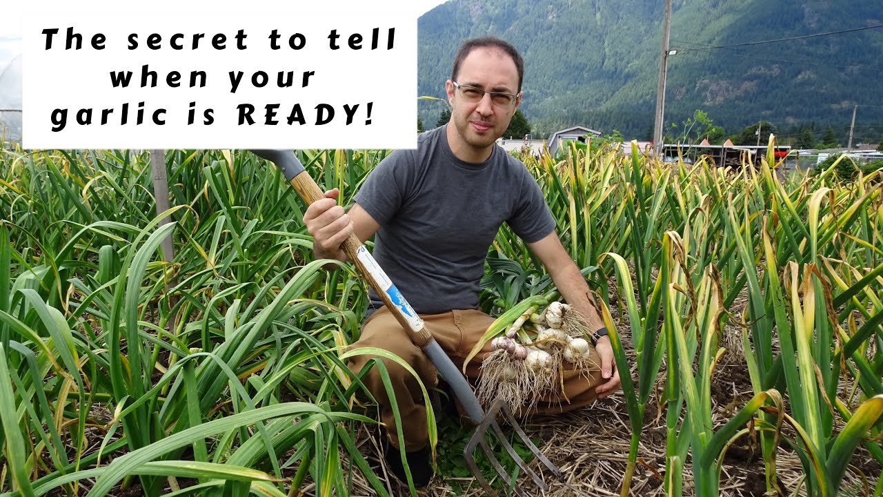 The best method to use to know when garlic is ready to be pulled