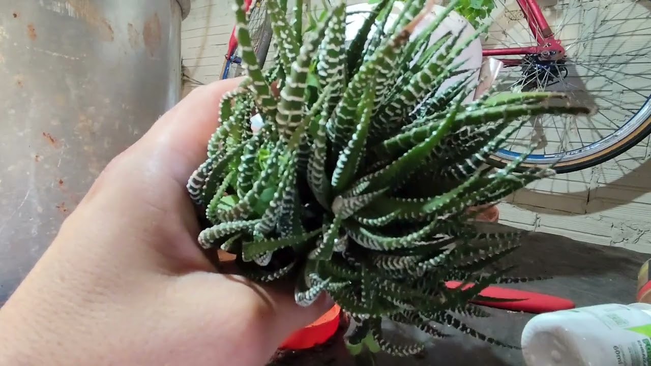 A beleza e simplicidade da Planta Zebra