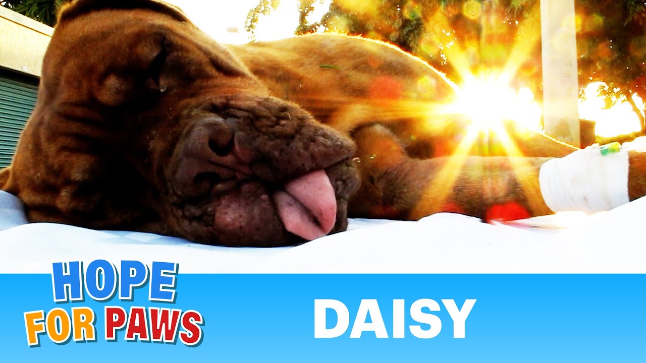 Hope For Paws in Florida - Daisy, Dogue de Bordeaux rescue (French Mastiff) - Please share #story