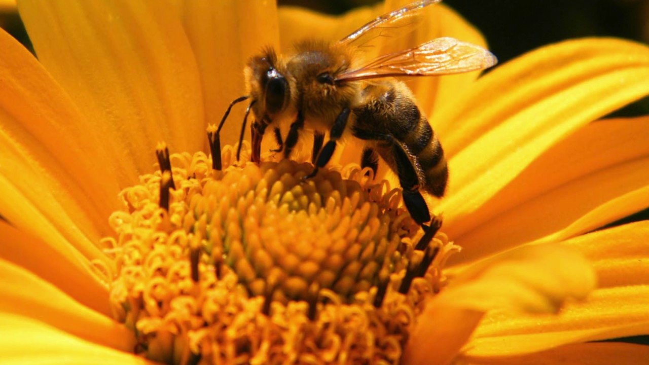 Meaning of Nectar