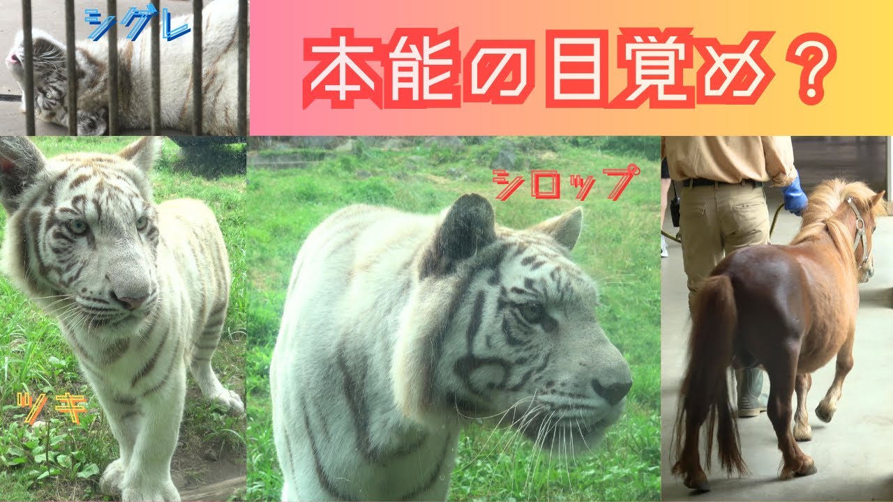 【本能の目覚め？ in 第１お庭】伊豆アニマルキングダム　ホワイトタイガー「ツキ」「シグレ」「シロップ」