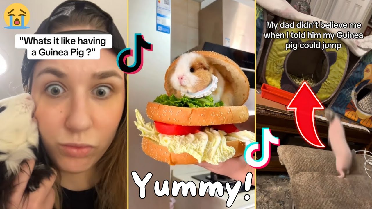 Cute Guinea Pigs - Tiktok Compilation #39