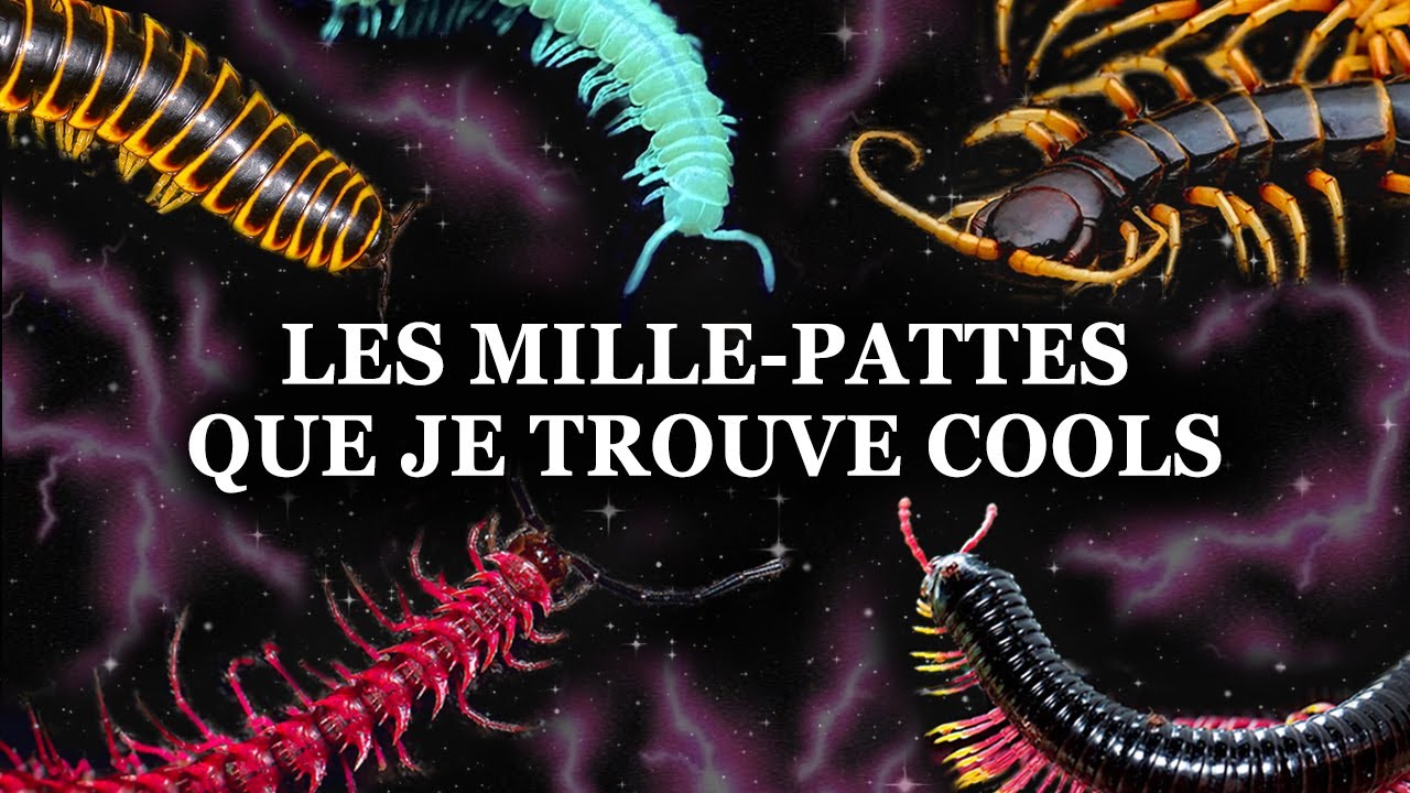 Toutes les espèces de MILLE-PATTES que je trouve cools