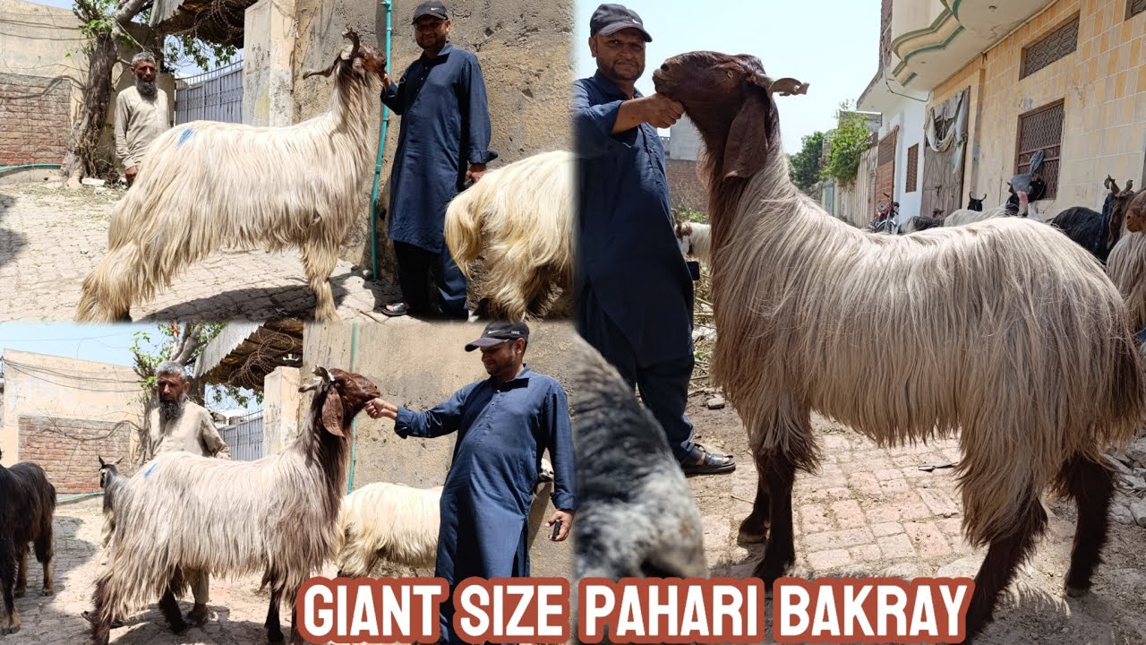 Giant Size Pahari Bakray😍 1 Deal Done ✅ Haji pura Road😍 Season 2025☺️