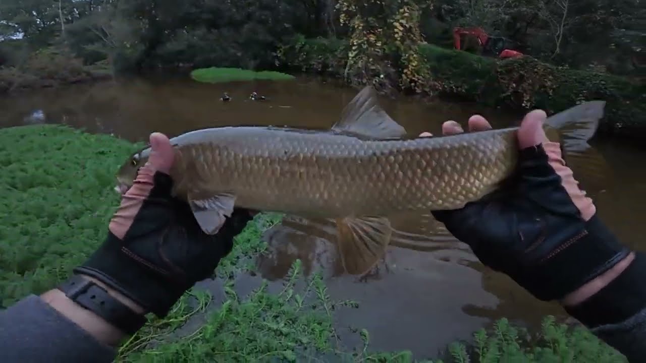 Zakarias e Pryncesa na companhia da pesca ao Barbo