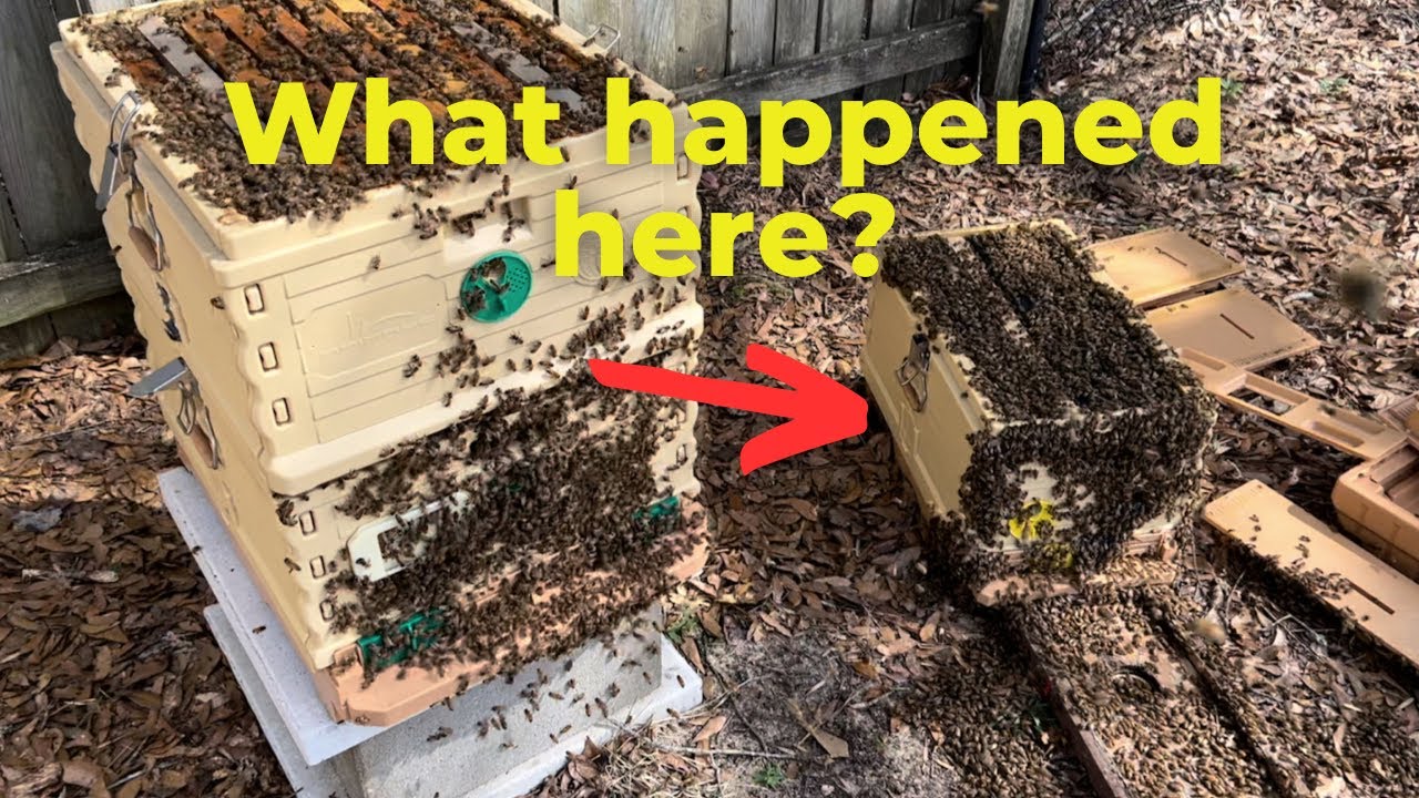 BACKYARD BEES in APIMAYE Hives (Part 2) | Unconventional Split