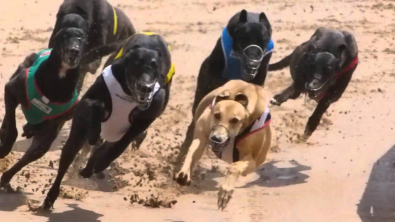 Sandown Park Greyhounds Slow Mo