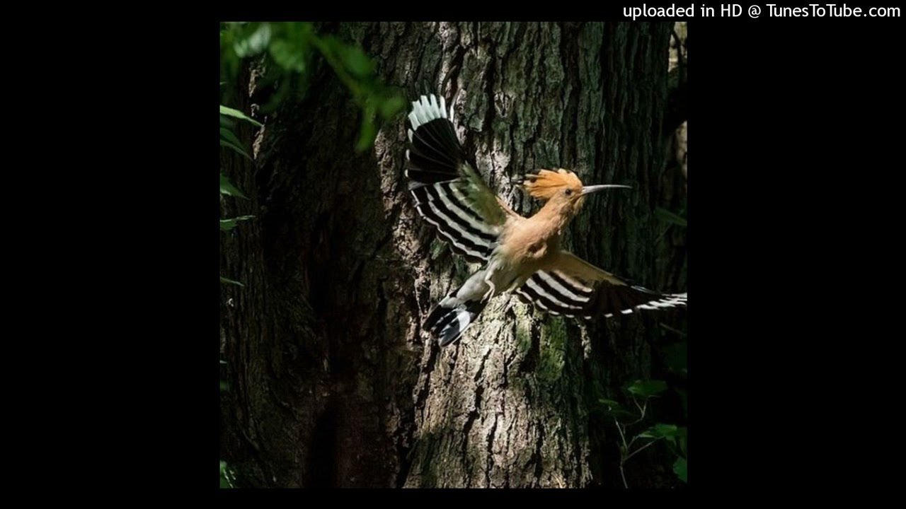 SAINT MERCAT&Oslash;R - outdanest🪹🦅🦅【prod. EZZIEWTF】