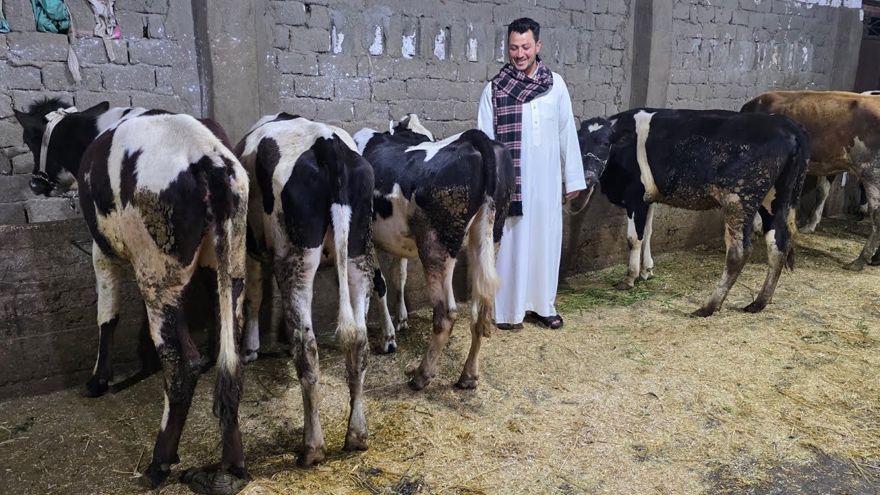 وداعا للغلاء مفاجأة العيد عجلات 🐄 لحم بنص الثمن سلالات هولشتاين وبراون بسعر من 33 الف مش معقول