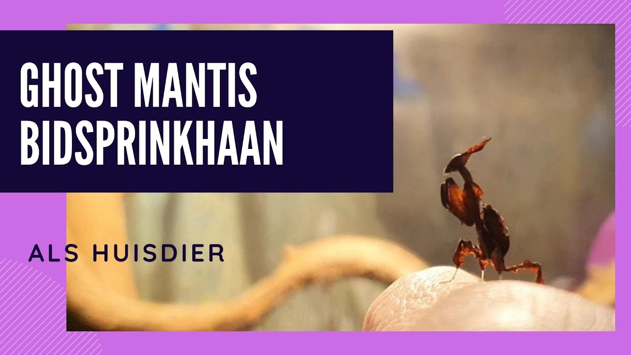 een BIDSPRINKHAAN als huisdier!