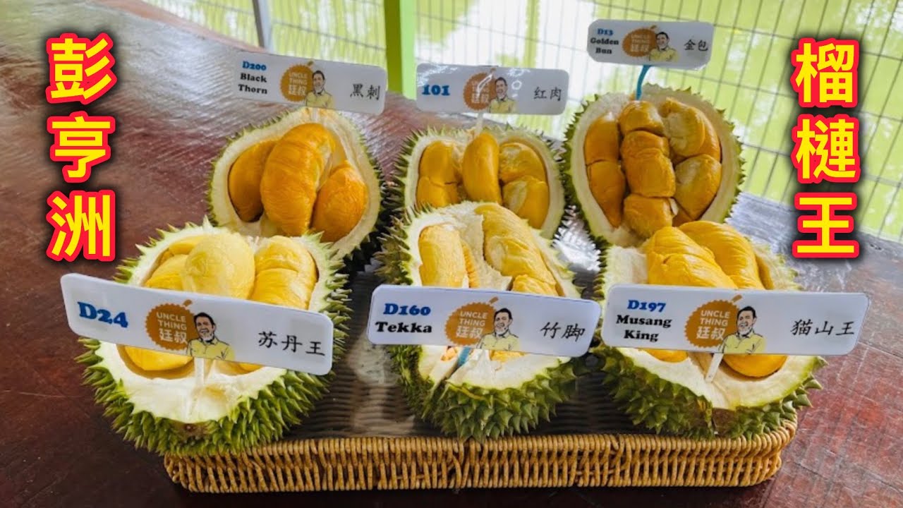 EP778🇲🇾馬來西亞彭亨洲勞勿廷叔榴槤園，￼黑剌，貓山王榴槤👍🏻😁