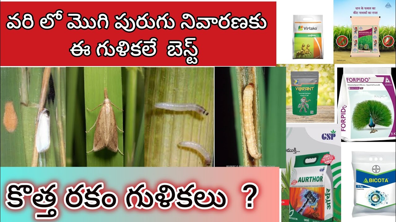 మొగి పురుగు నివారణ కి బెస్ట్ గుళికలు - Stem borer control in paddy #granules #gulikalu #stemborer 