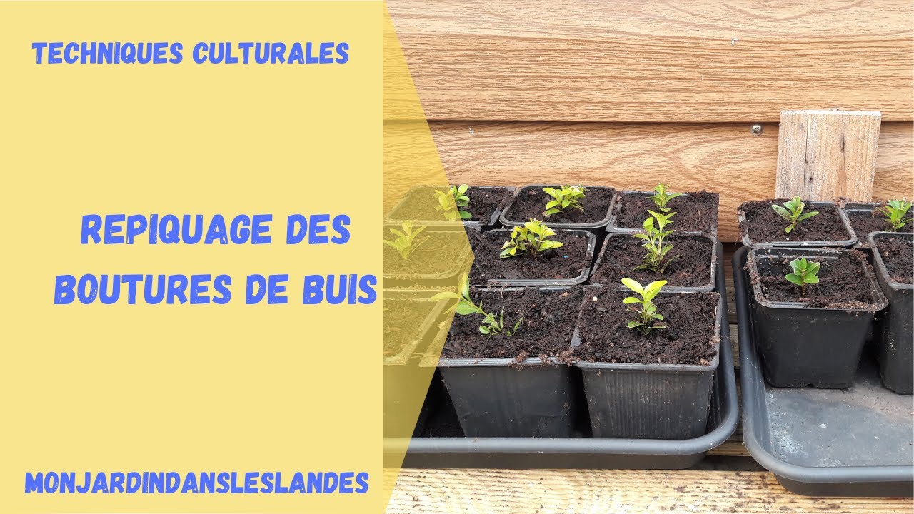 Repiquage de boutures de buis - Monjardindansleslandes