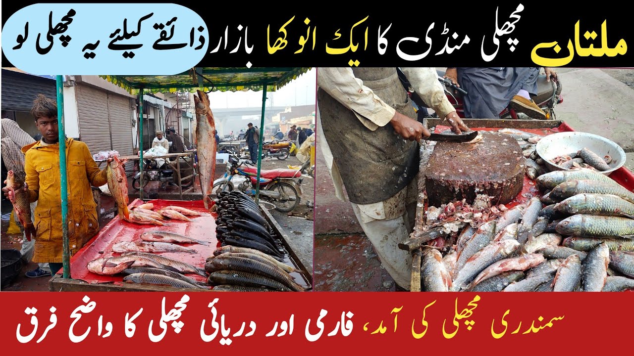 Multan Fish Market | Clear difference between River & farm Fish -Multan Machli Mand -Hassan Sargana