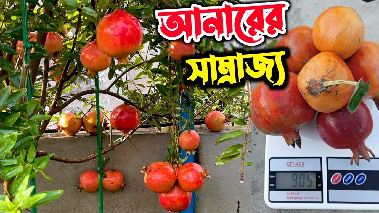 রাজশাহীর সবচেয়ে বড়ো ছাদবাগান। অবাক করা সংগ্রহ। দেশ বিদেশের সব নামিদামি জাত এক ছাদে।
