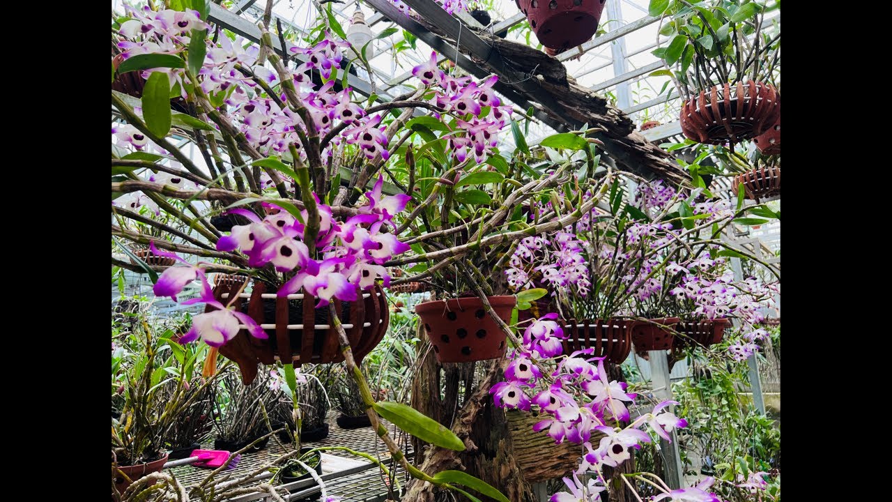 9/3 LINH TÙNG SƠN THUỶ TIÊN, KIỀU, GÀ TRÒN 0869899172